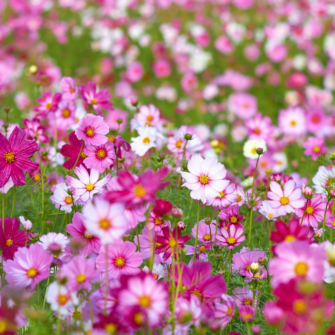 Cosmos