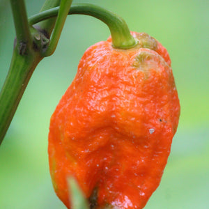 Piment Fort Chaak