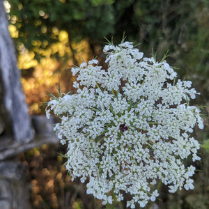 Daucus