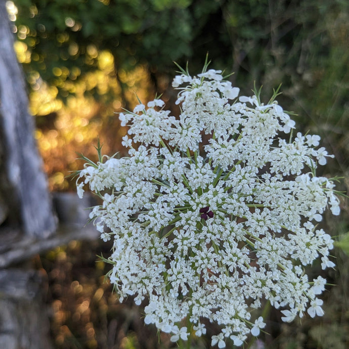 Daucus