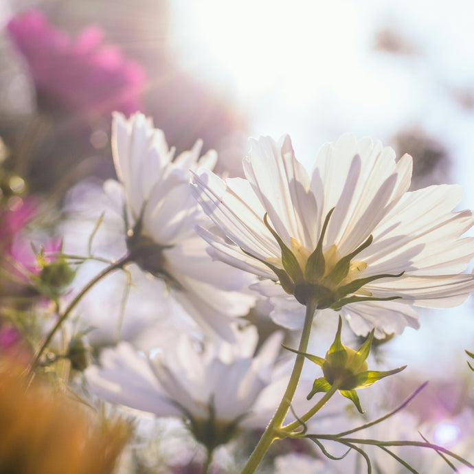 Cosmos Blanc