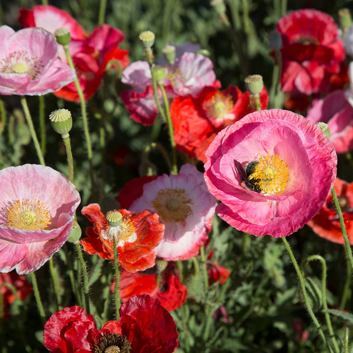 Pavot Multicolore