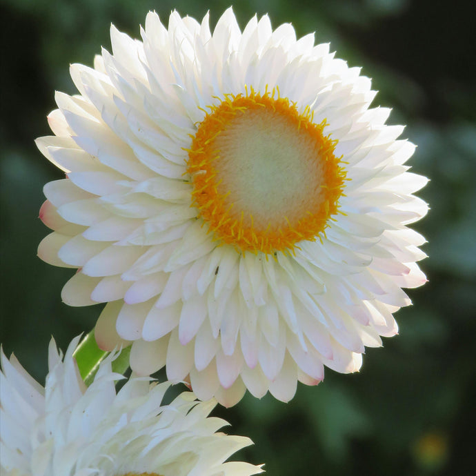 Immortelle Blanche