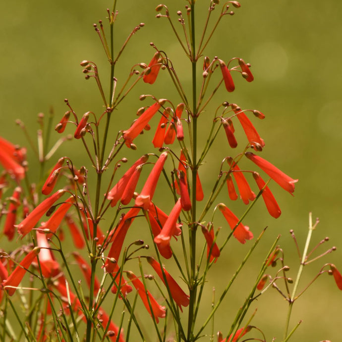 Penstemon