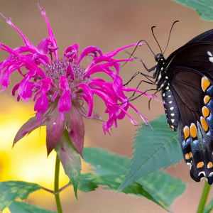 Monarde Fistuleuse