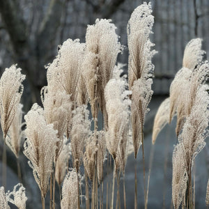 Miscanthus