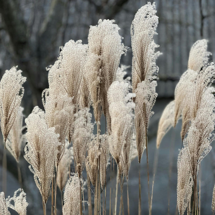 Miscanthus