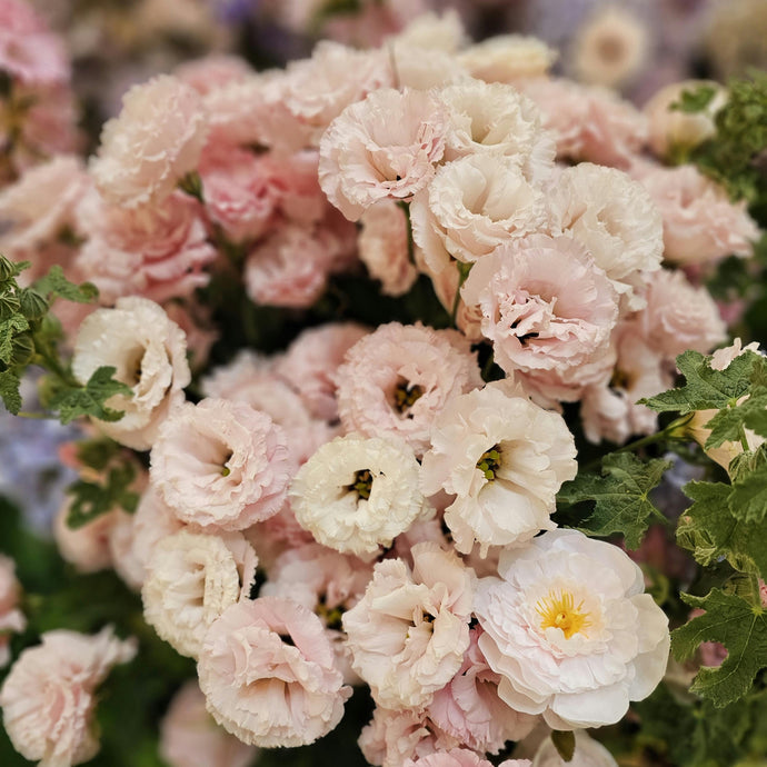 Lisianthus Apricot