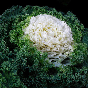 Kale Ornemental