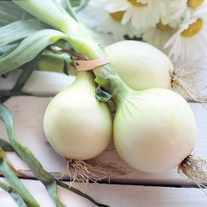 Oignon Blanc