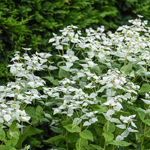 Menthe des Montagnes