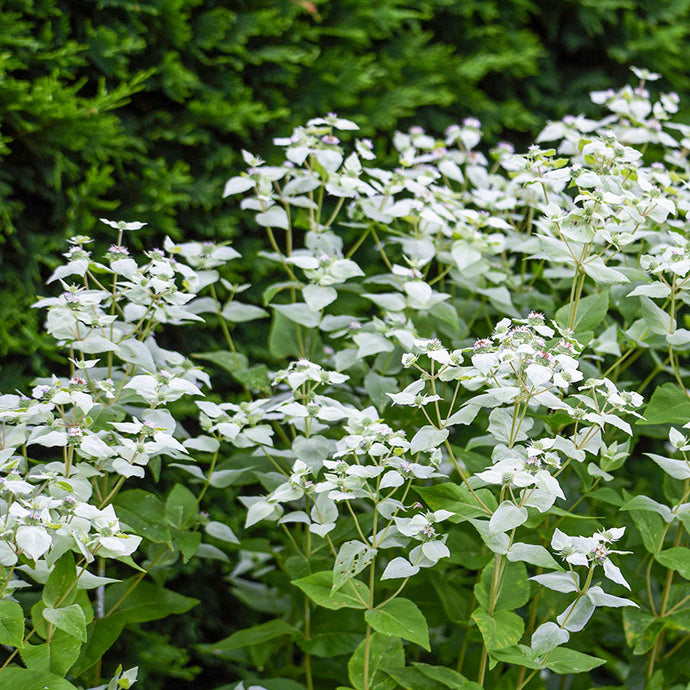 Menthe des Montagnes