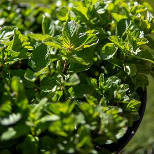 Menthe À L'Orange