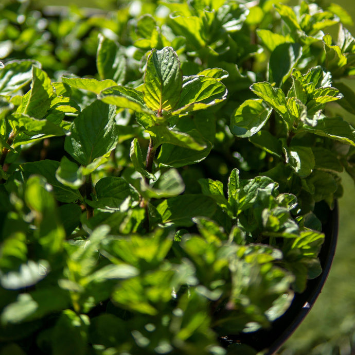Menthe À L'Orange