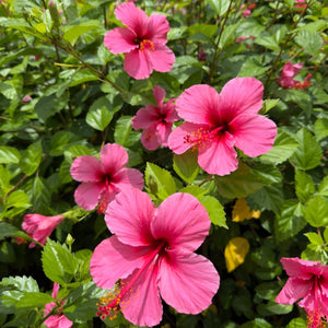 Hibiscus Rose