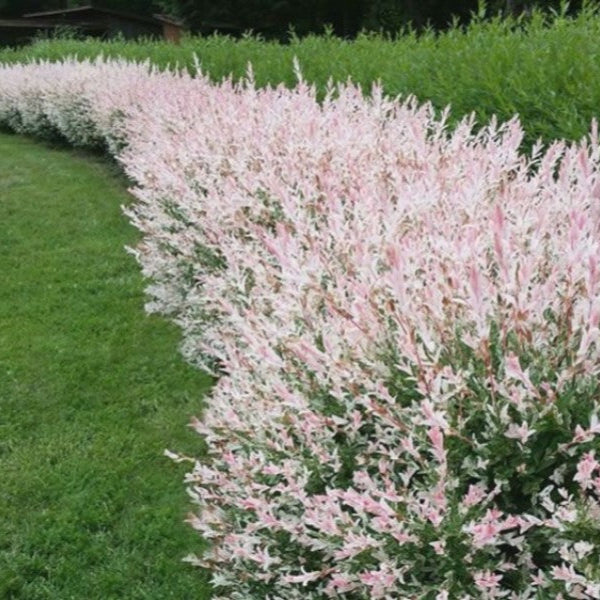 Saule Crevette
