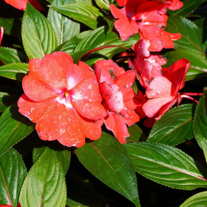 Impatiens Rouge