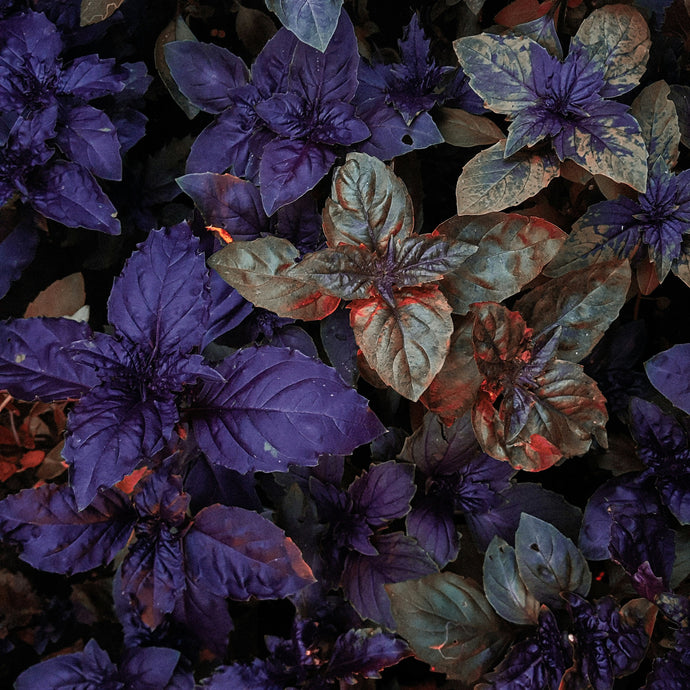 Basilic Mauve