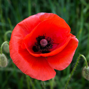Coquelicot Rouge