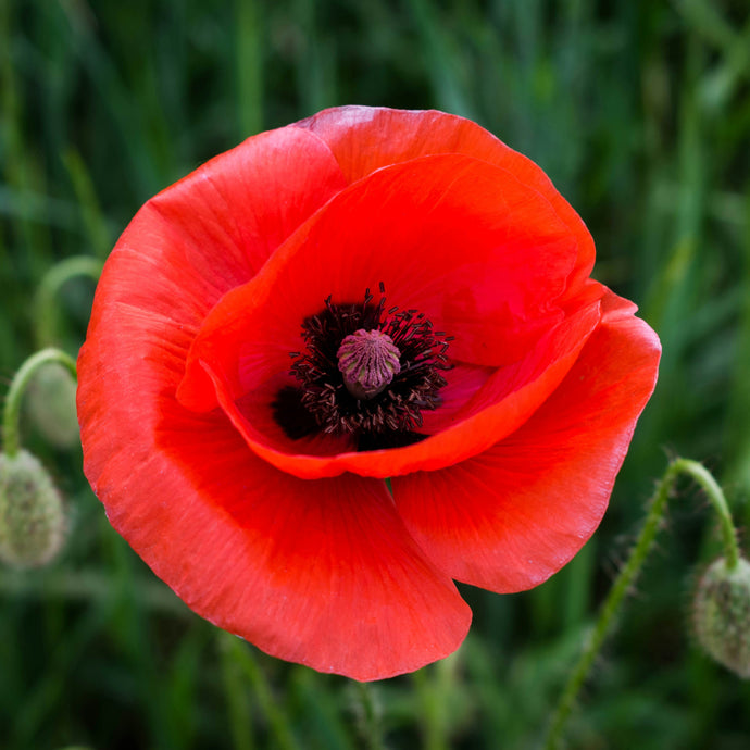 Coquelicot Rouge