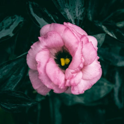 Lisianthus Rose Sorbet