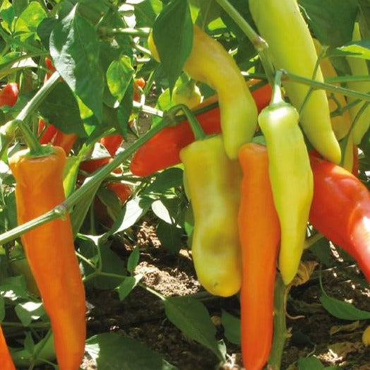 Piment Fort Hungarian