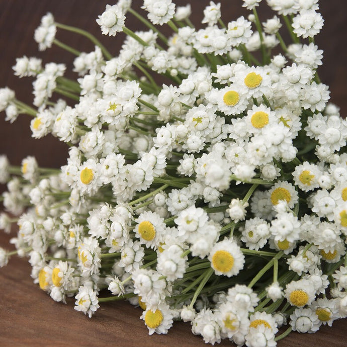 Ammobium