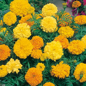 Marigold