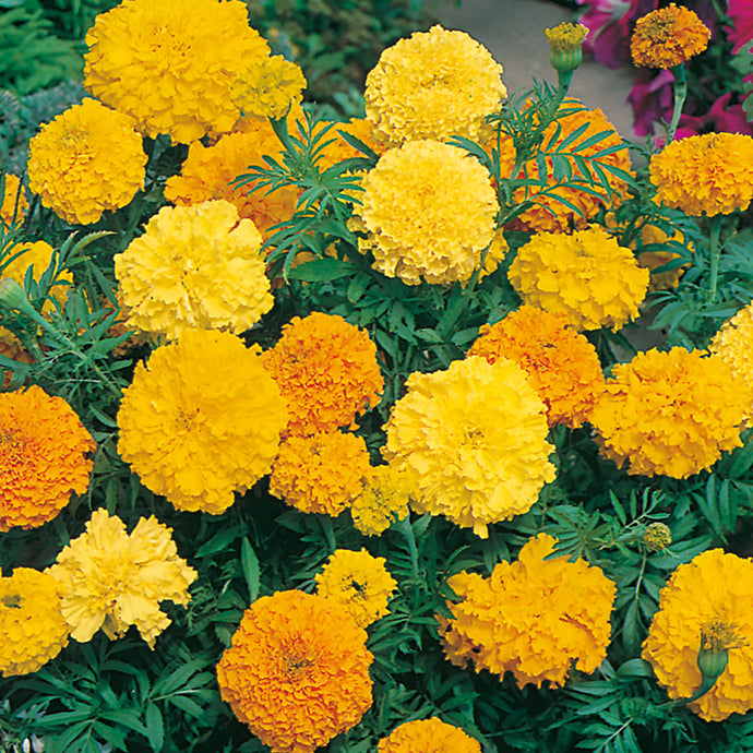 Marigold