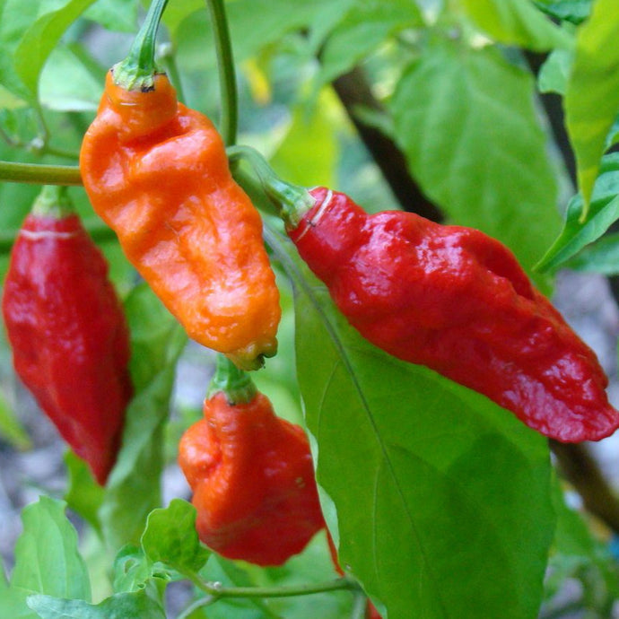 Piment Fort Bhut Jolokia – La Brouette Maraîchère