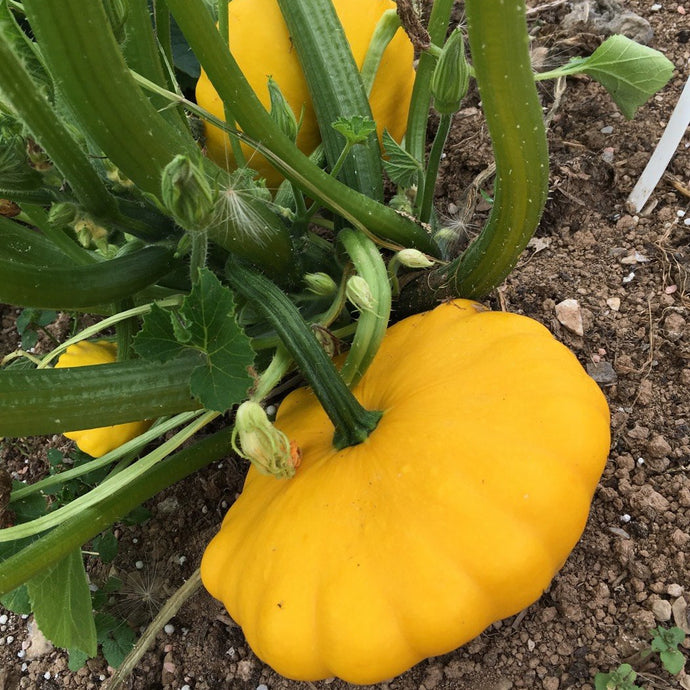 Courgette Pâtisson