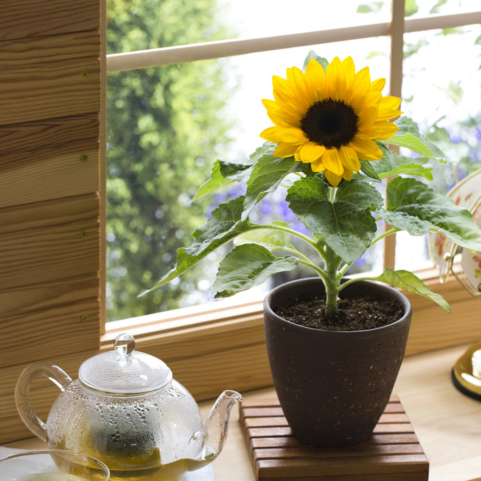 Tournesol Minuscule