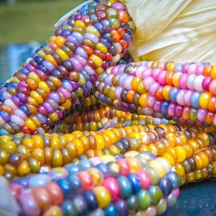 Maïs Multicolore
