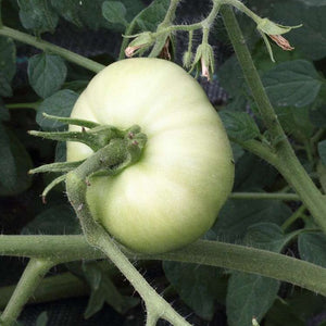 Tomate Blanche