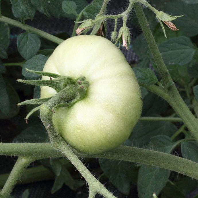 Tomate Blanche
