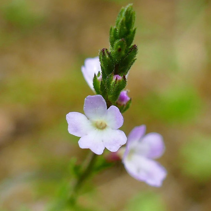 Verveine