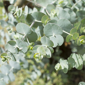 Eucalyptus Silver Dollar