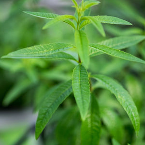 Verveine Citronnelle