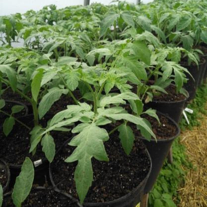 Tomate (Gros Pot)