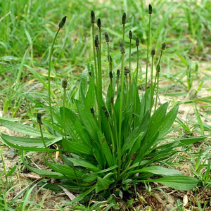 Plantain