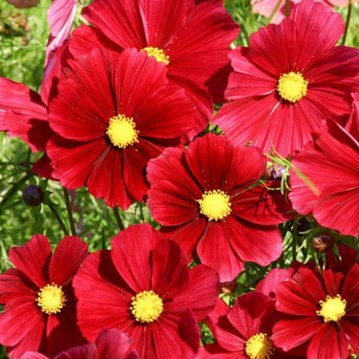 Cosmos Rouge