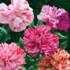 Dianthus