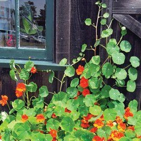 Capucine Grimpante Batlle - Graines De Fleurs Grimpantes Pour Décorer Clôtures Et Treillis