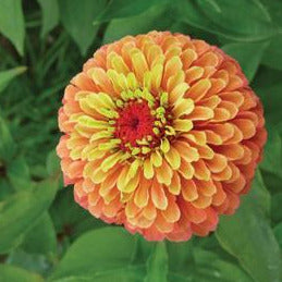 Zinnia Orange