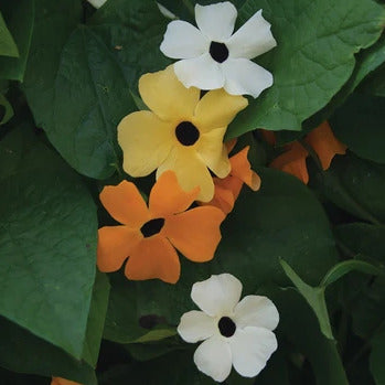 Thunbergia