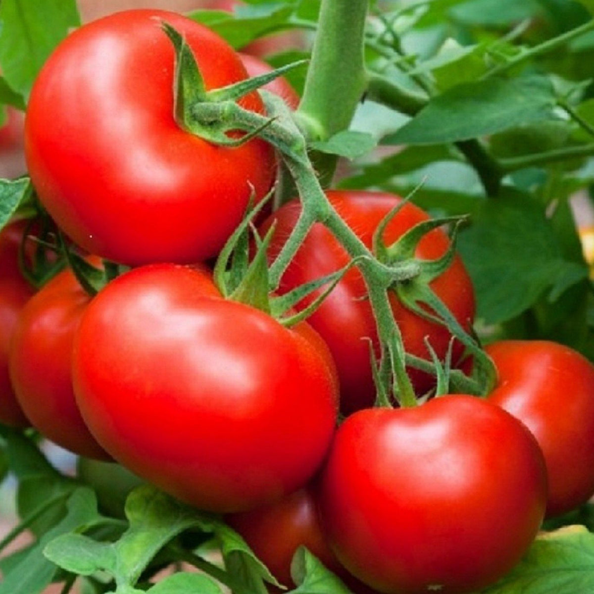 Tomate Rouge – La Brouette Maraîchère