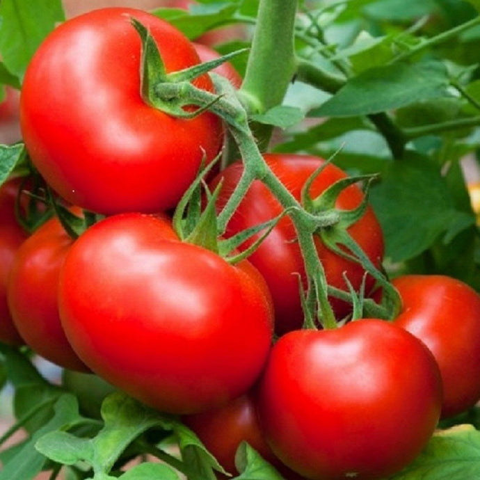 Tomate