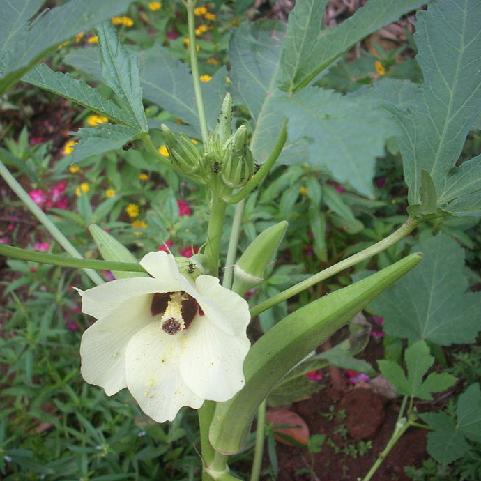 Okra