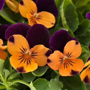 Pensée Orange