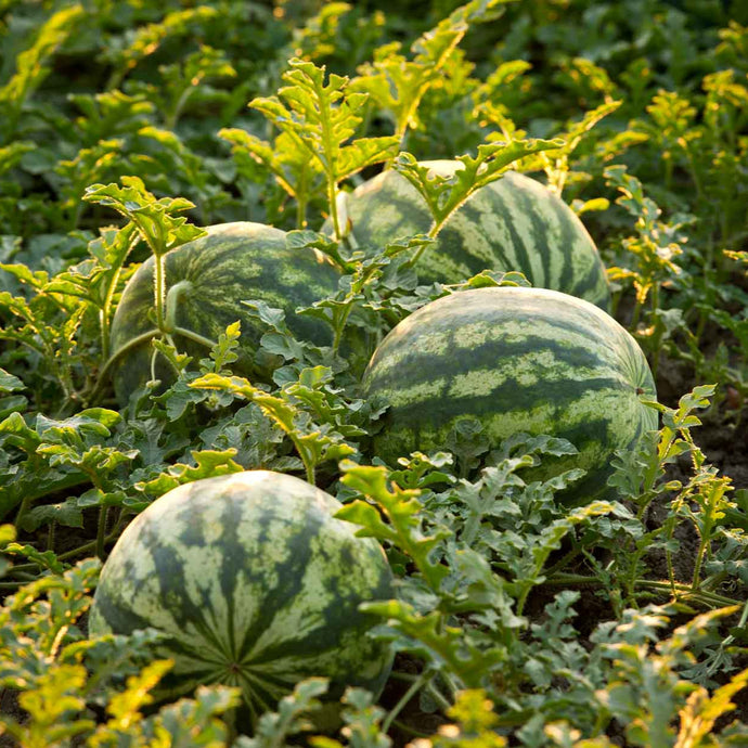 Melon d'eau Rouge